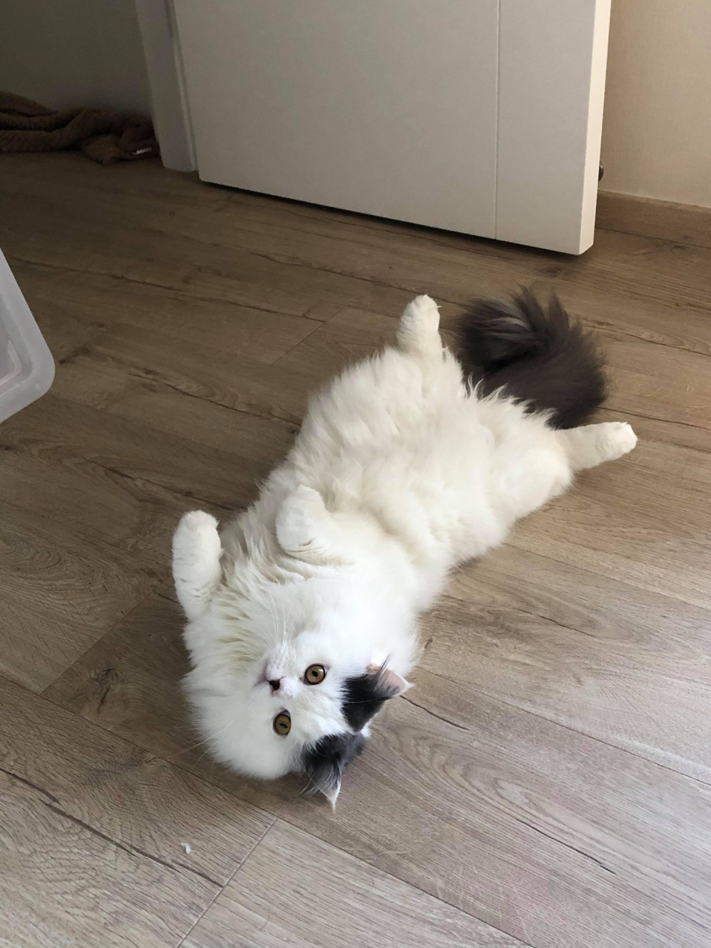 Ig marshal.the.marshmallow