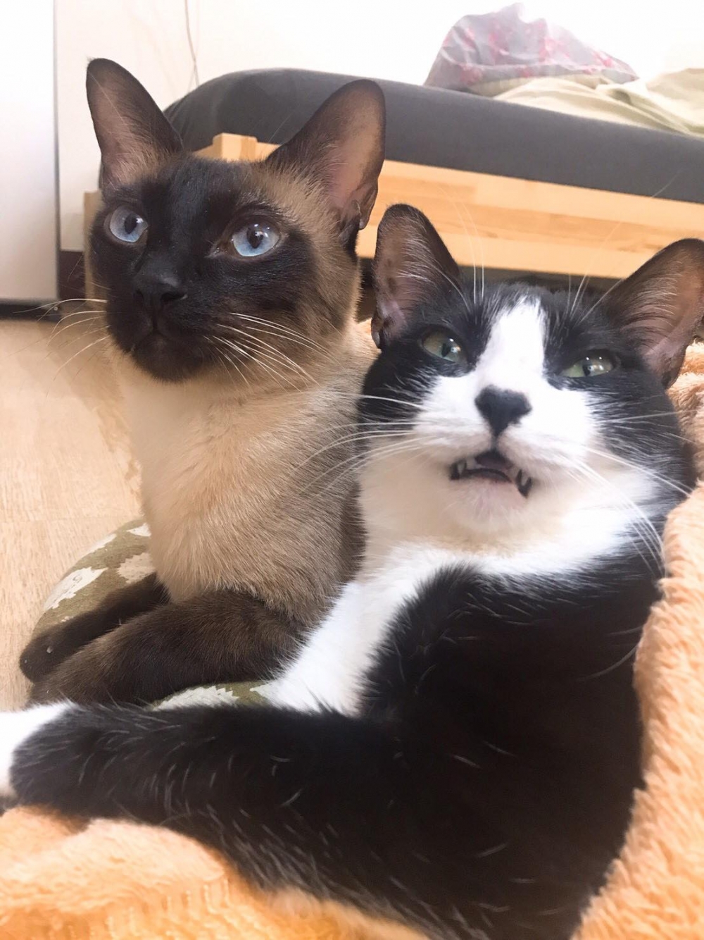 網友Juliann Chen提供