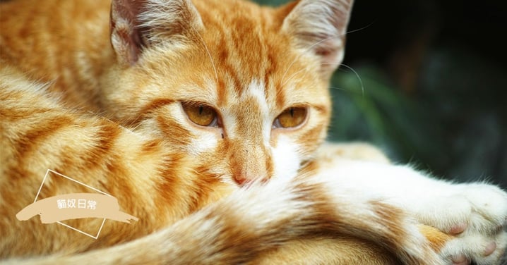 【為何貓愛吸尾巴】是生病？心理有問題？有可能是「幼貓模式」被開啟！