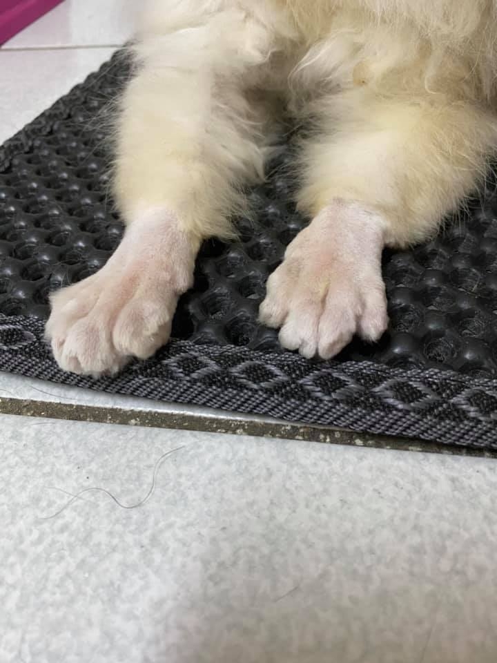 網友鄭樂慈小姐提供