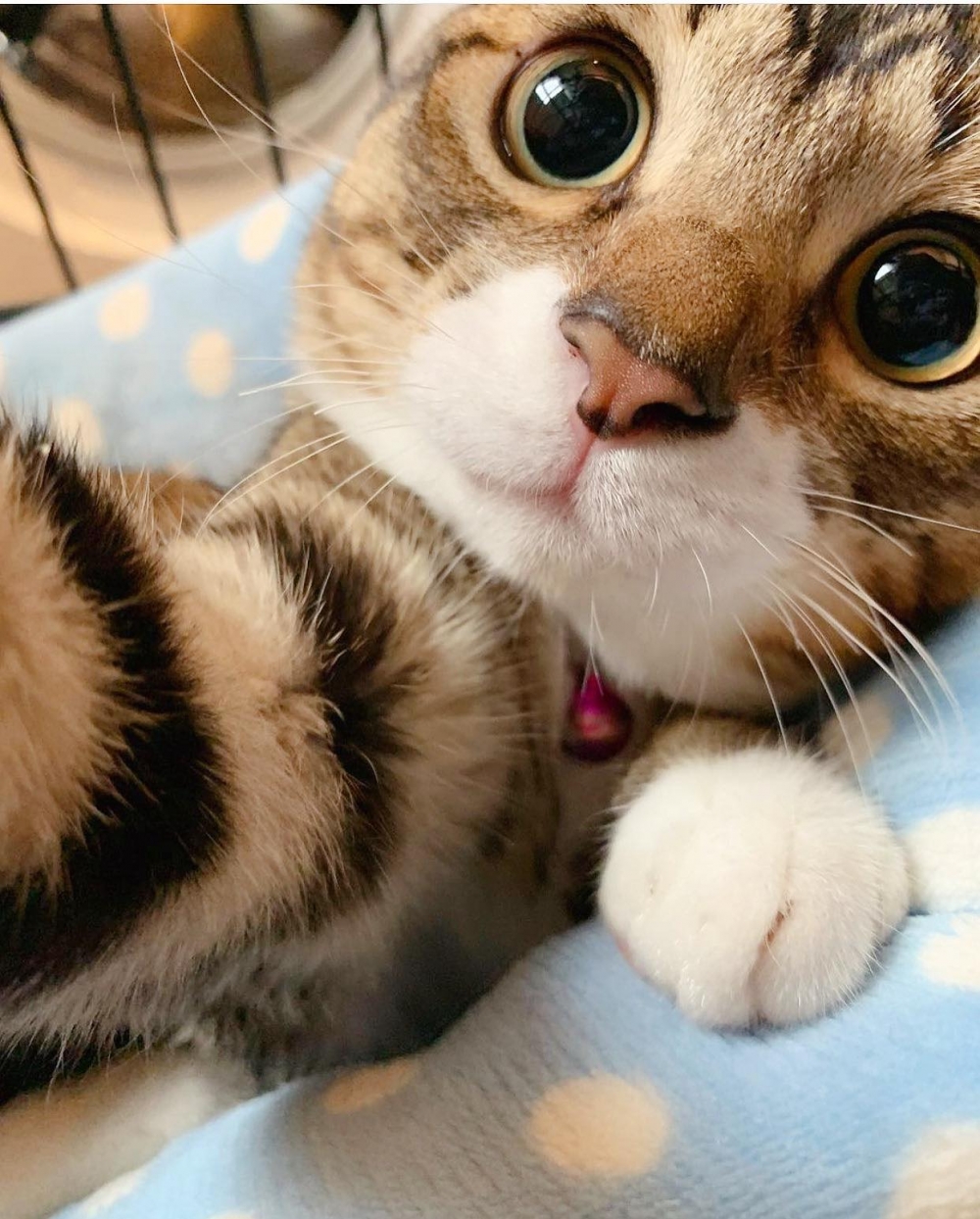 IG meow.ahchoi_siuyuk