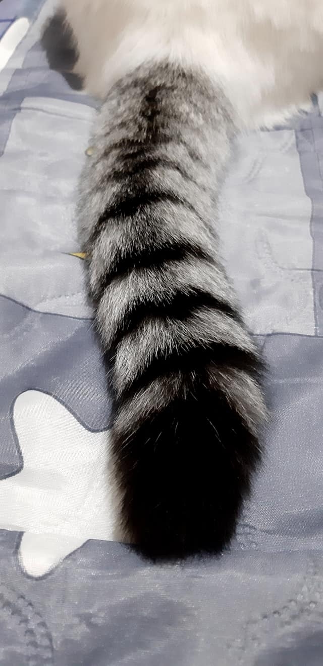 網友簡柳柳提供