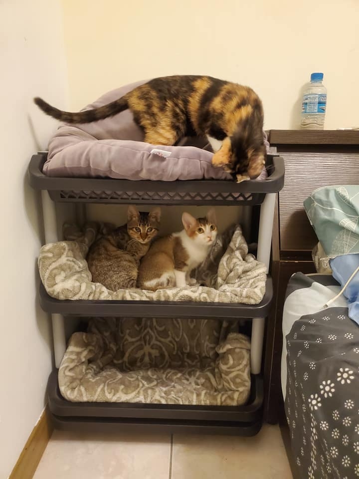 網友Lin Ruo Chiao提供