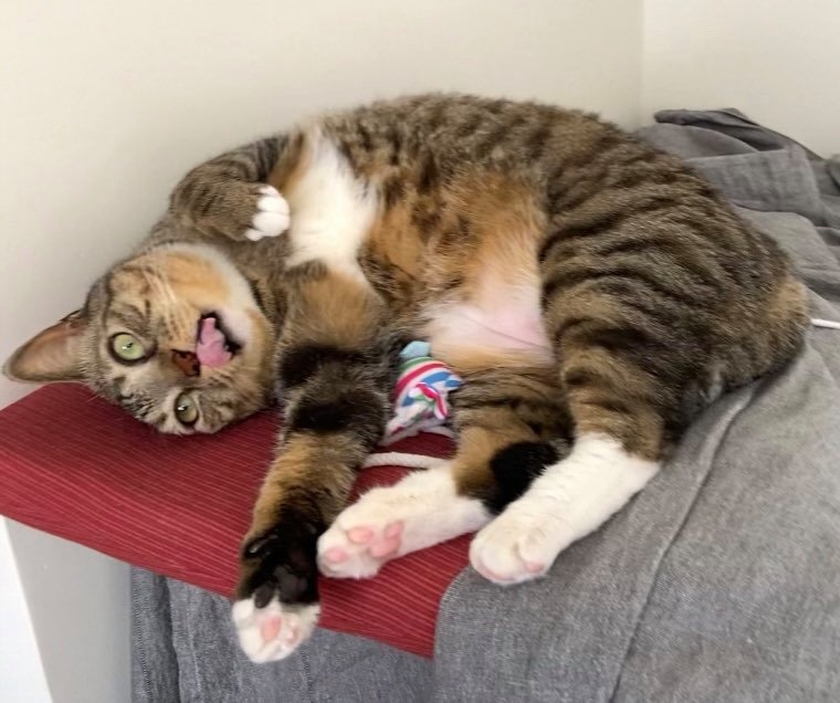 網友Calbee Li提供