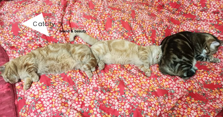 喵體蜈蚣！三隻貓「頭對屁股」奇葩睡法引熱議，網笑：這是結界