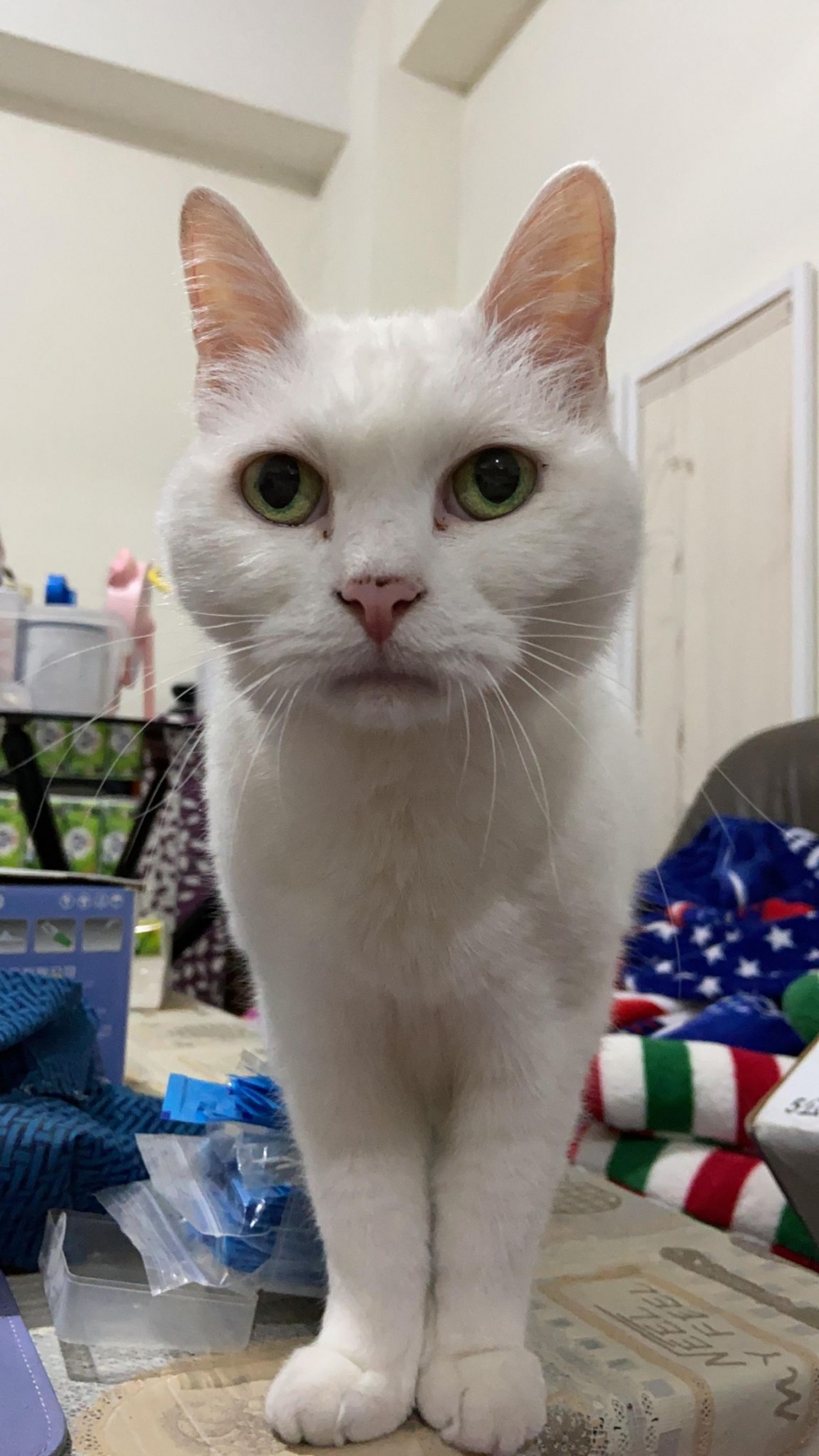 網友Mini Emilyn提供