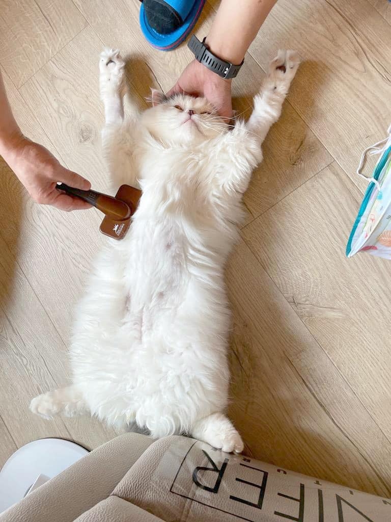 Ig ＠marshal.the.marshmallow