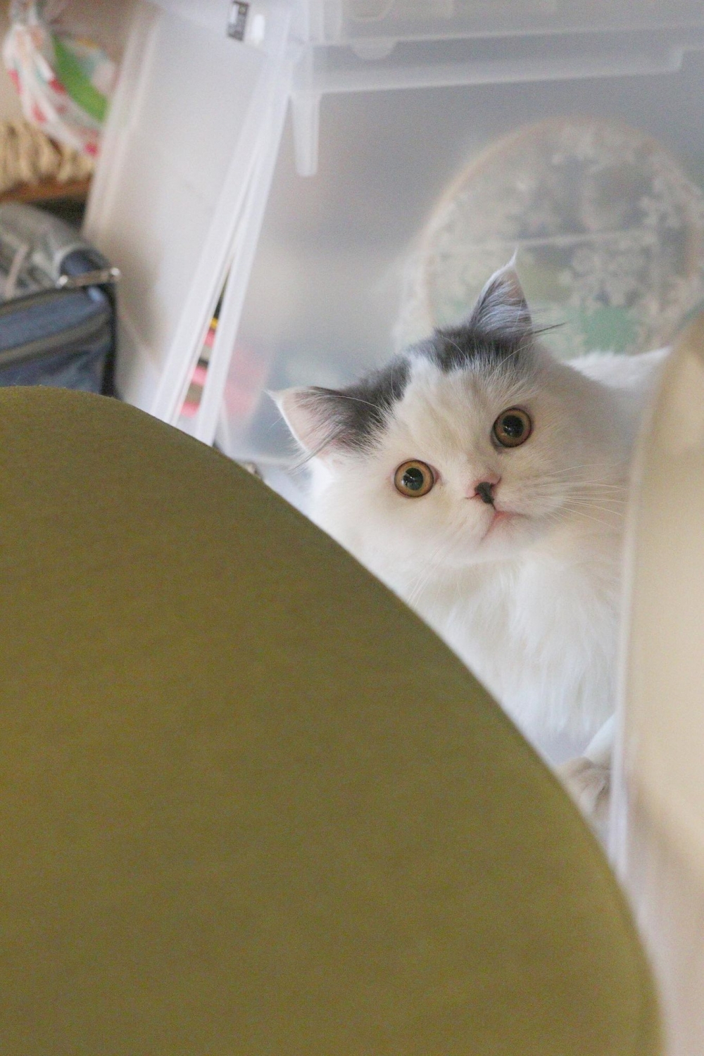 Ig marshal.the.marshmallow