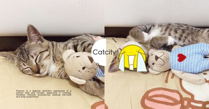 這臉太療癒！虎斑貓「抱小熊玩偶」睡覺超萌，網笑：貓界最受歡迎朋友