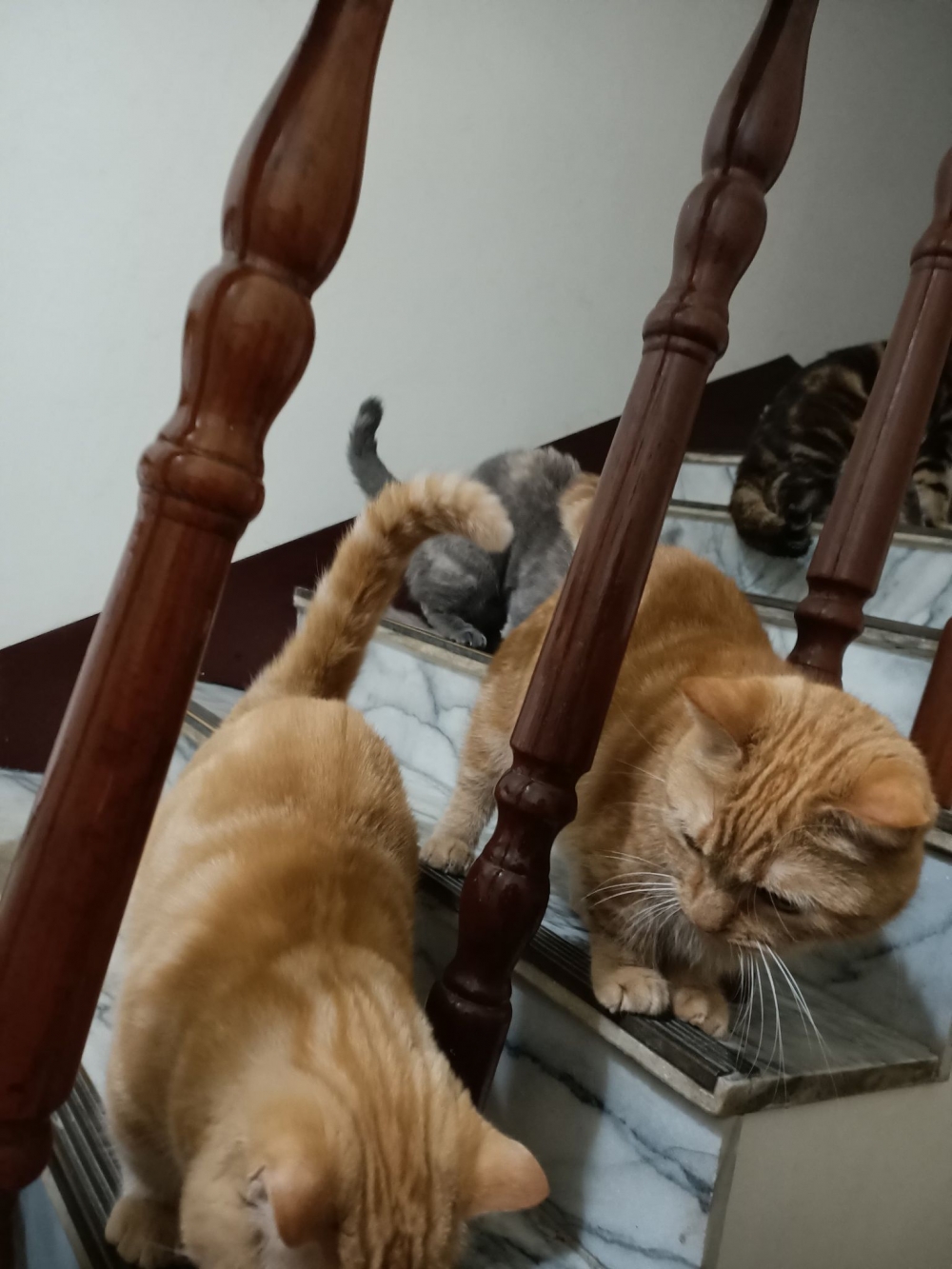 網友詹燿駿先生提供