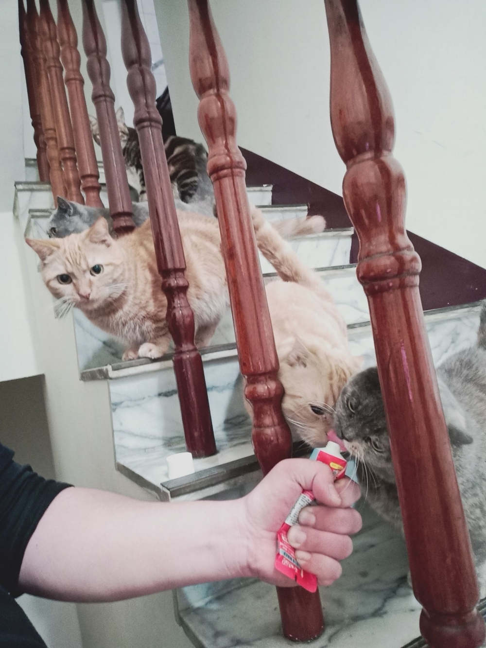 網友詹燿駿先生提供