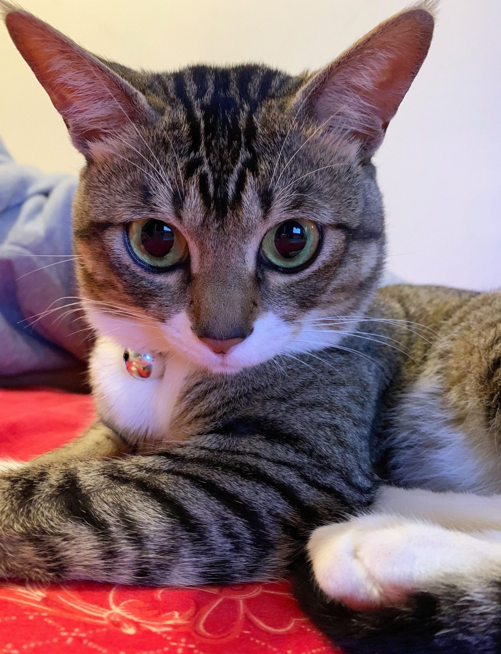 IG meow.ahchoi_siuyuk