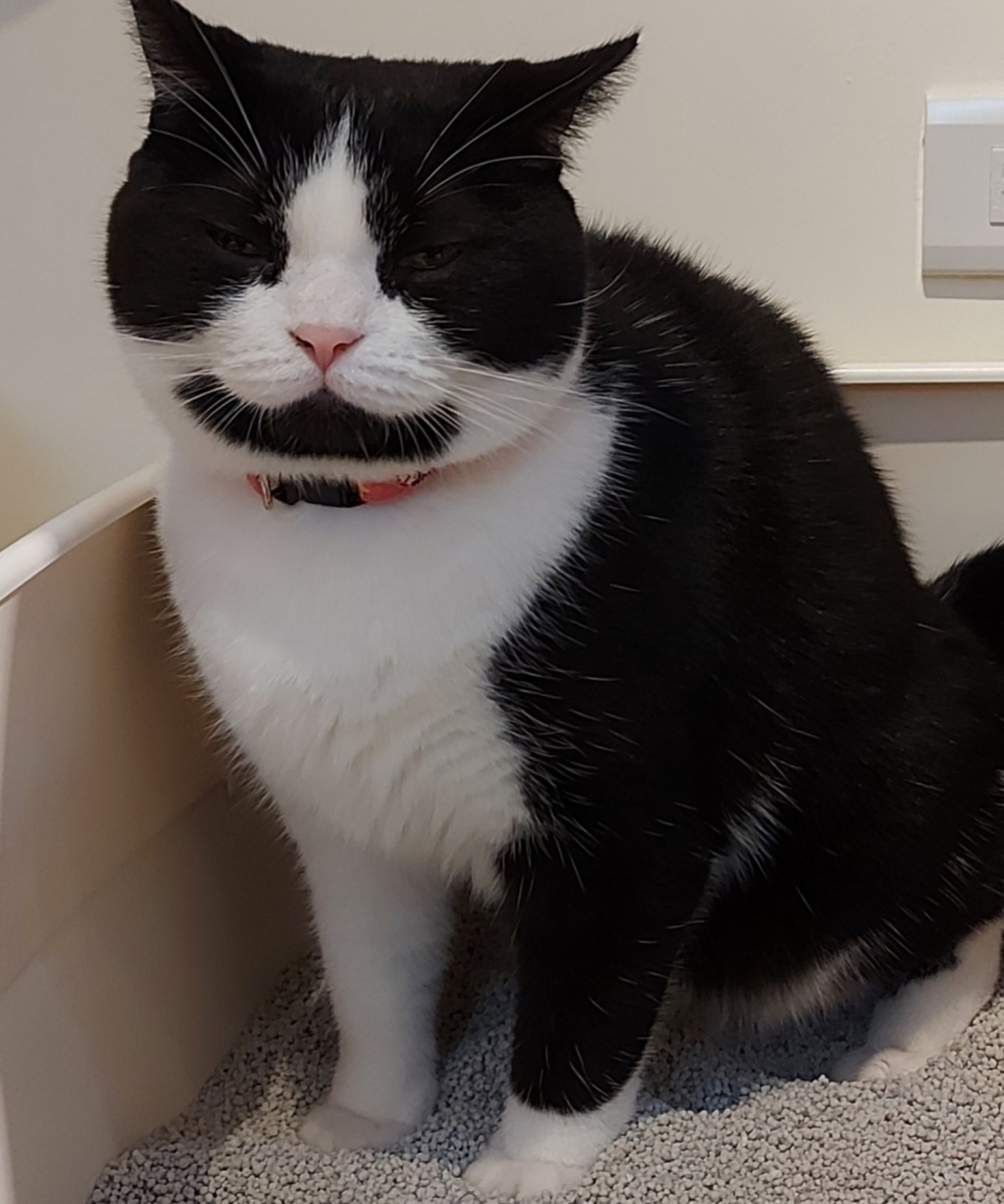 FB 寶妹＆寶迪 喵嗚