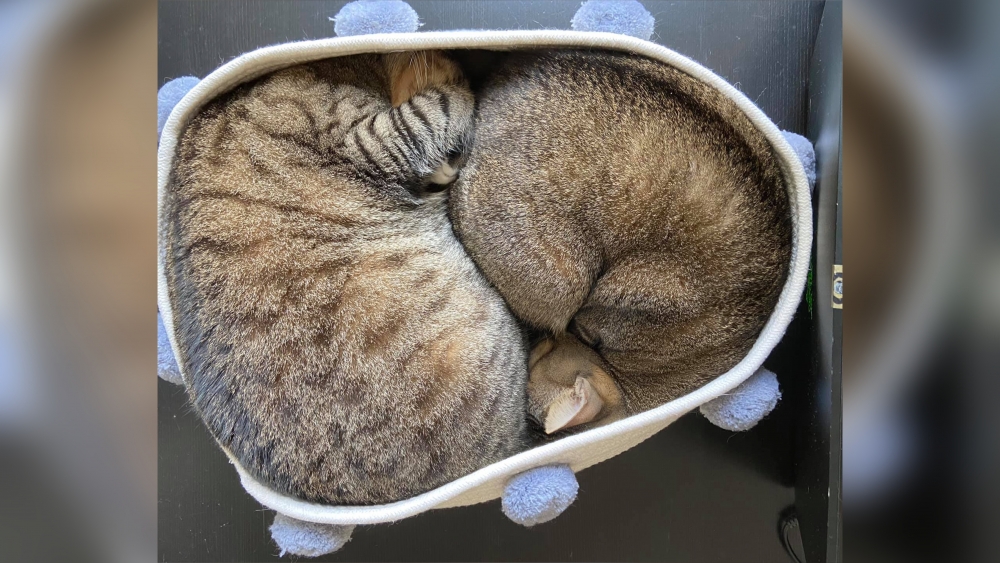 網友Calbee Li提供