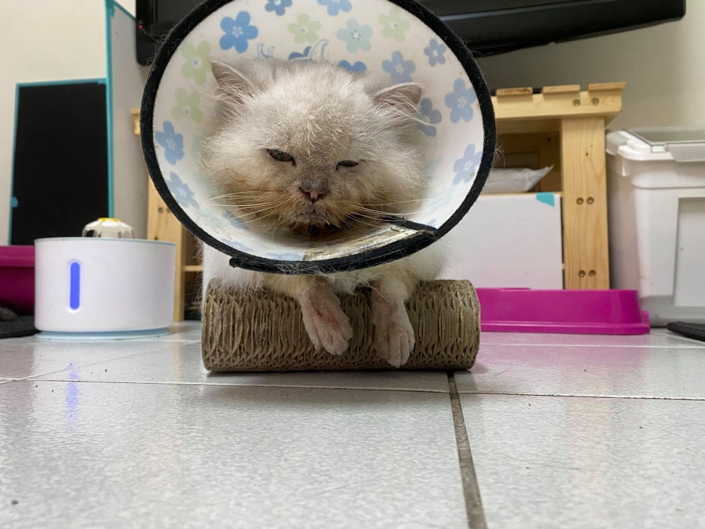 網友鄭樂慈小姐提供