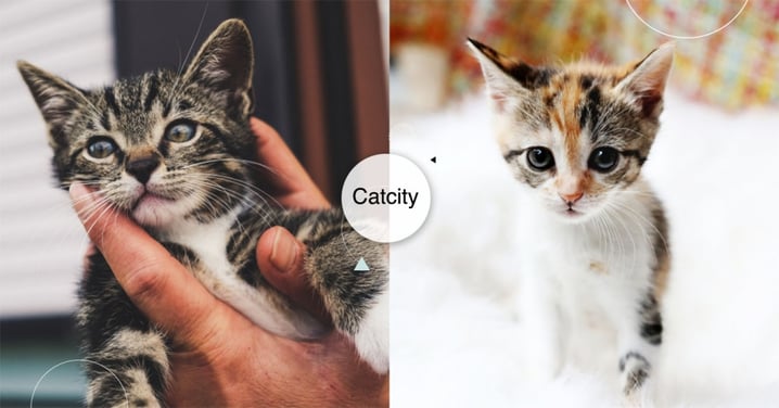 【貓咪認養新竹】養貓要去哪認養？新竹地區領養網站總整理！