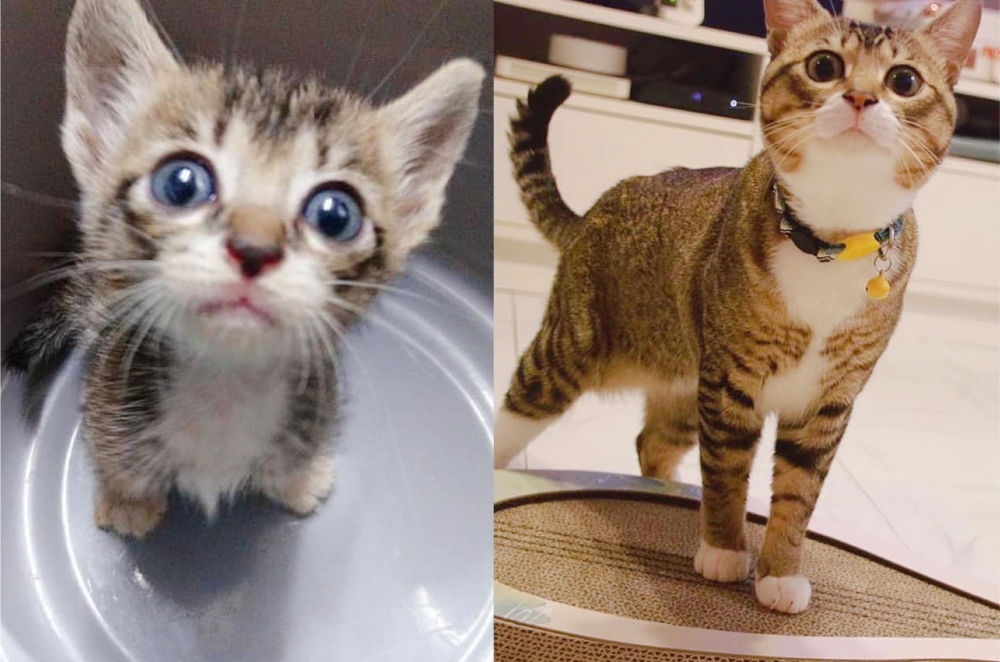 IG meow.ahchoi_siuyuk