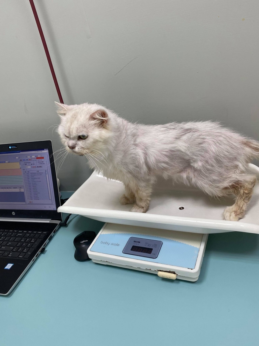 網友鄭樂慈小姐提供