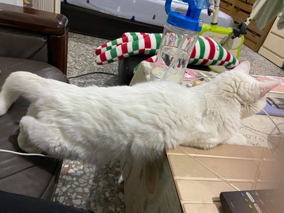 網友Mini Emilyn提供