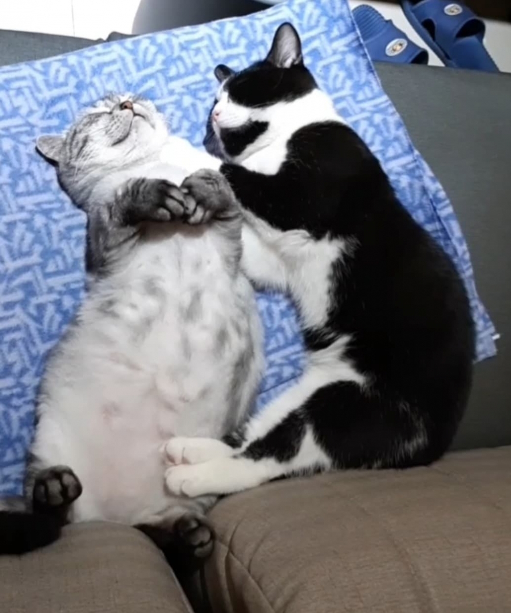 FB 寶妹＆寶迪 喵嗚