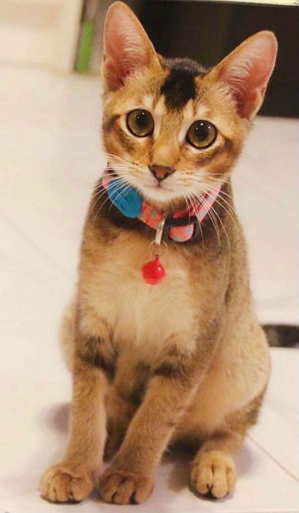 IG meow.ahchoi_siuyuk