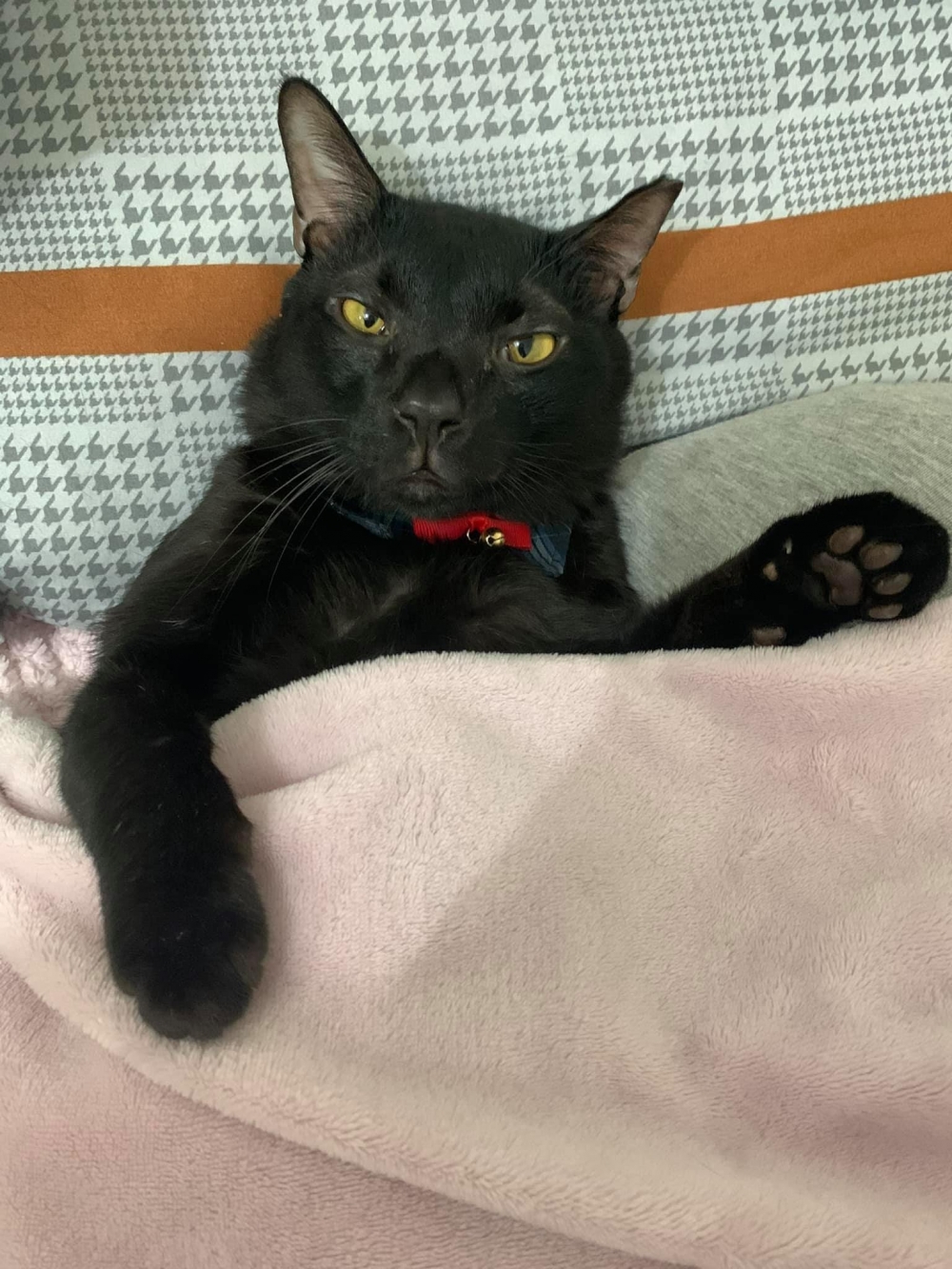 網友Hazel Yang提供