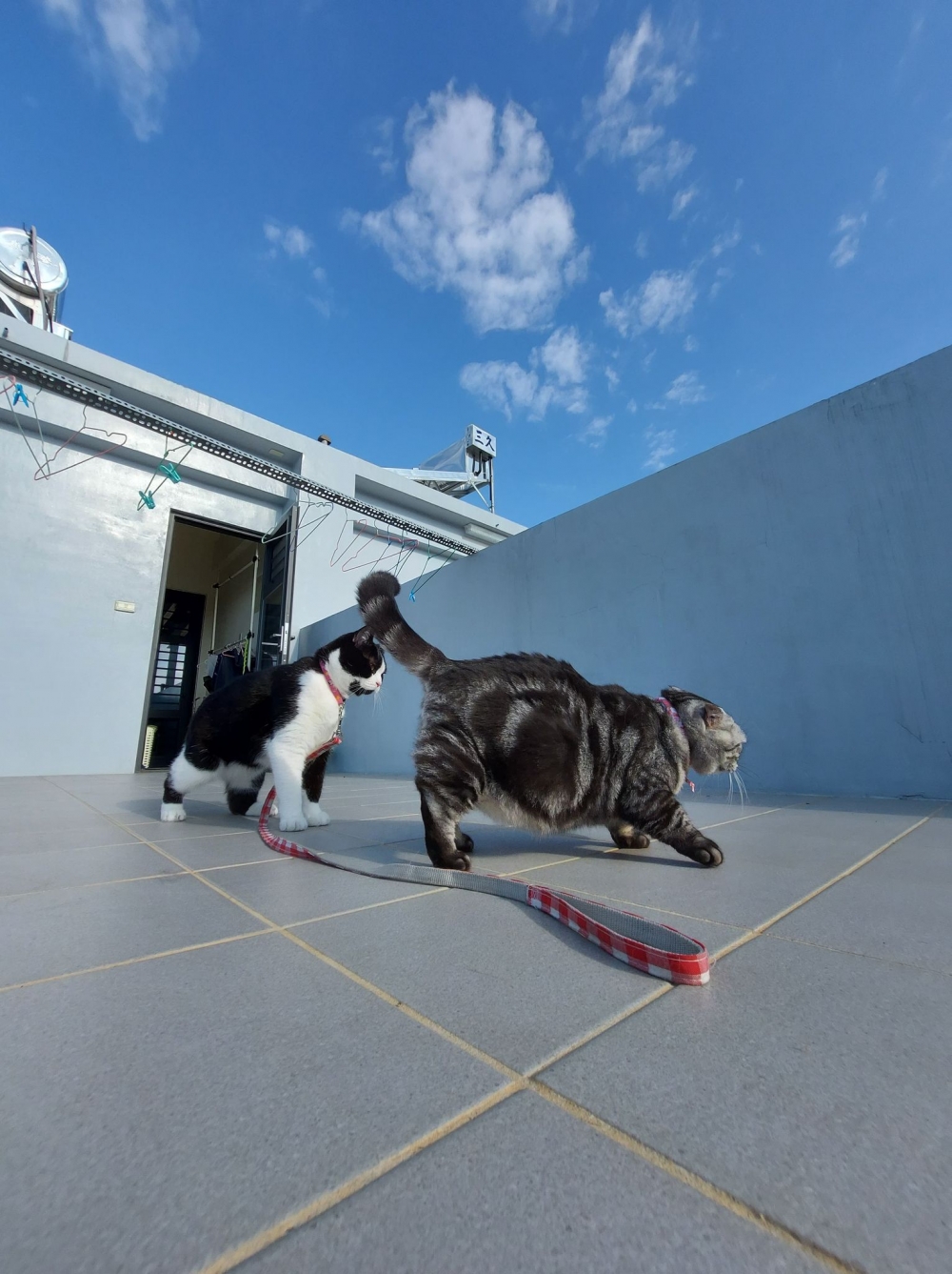 FB 寶妹＆寶迪 喵嗚