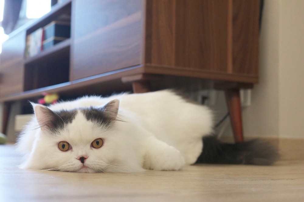 Ig marshal.the.marshmallow