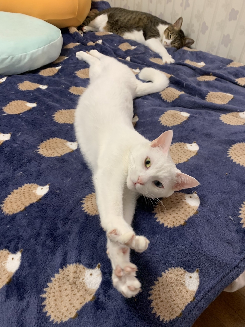 twitter neko_fuyunosuke