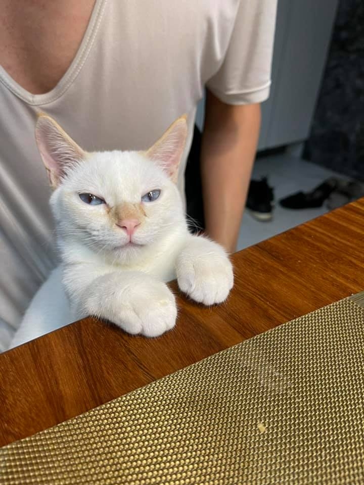 網友Pao Yi先生提供 