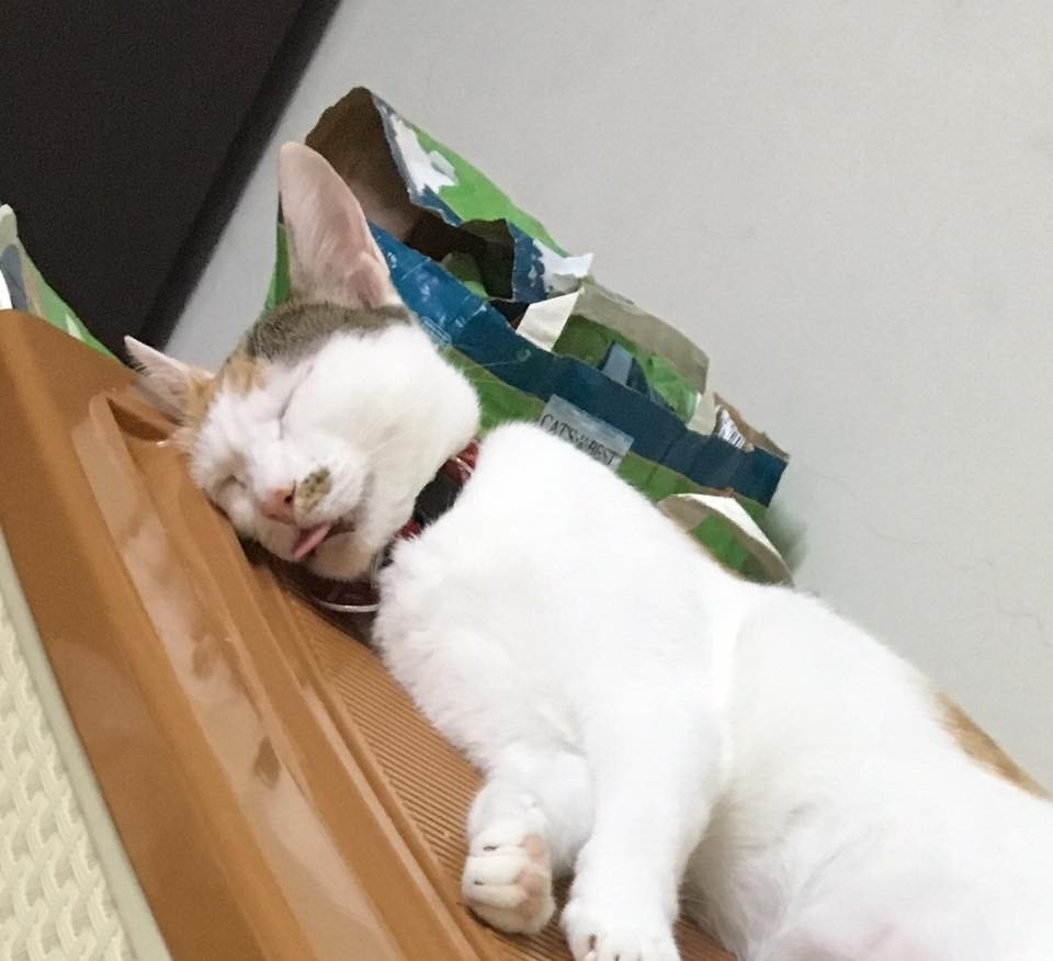 網友Hsinwei Liao小姐提供