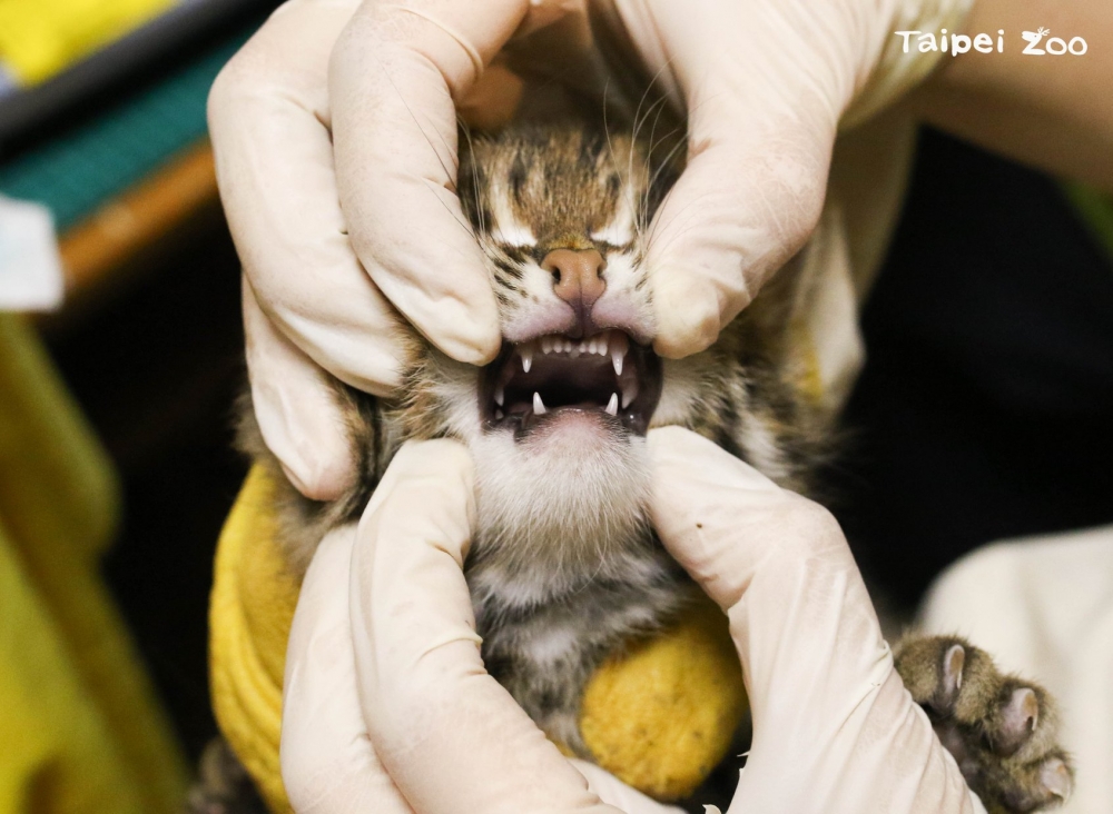 Taipei Zoo 臺北市立動物園