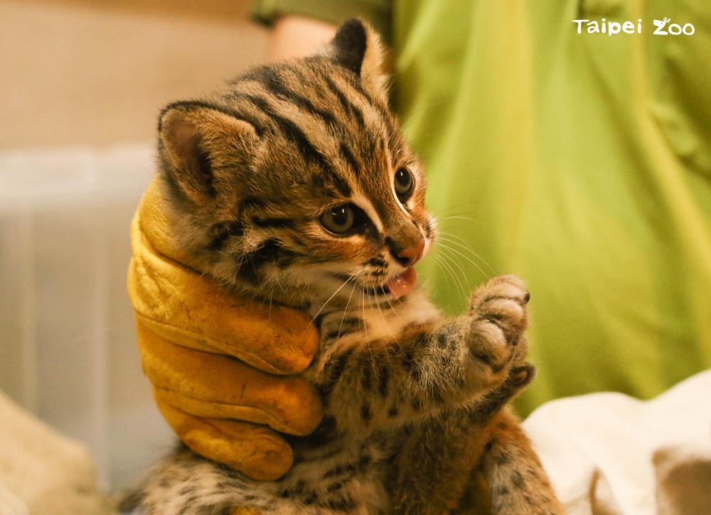 Taipei Zoo 臺北市立動物園