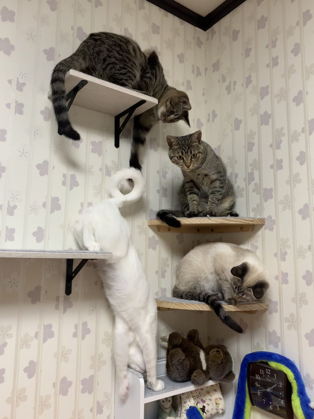 twitter neko_fuyunosuke