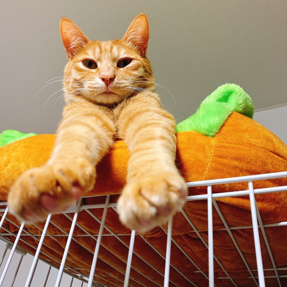 twitter/T_REX_RED_Tiger