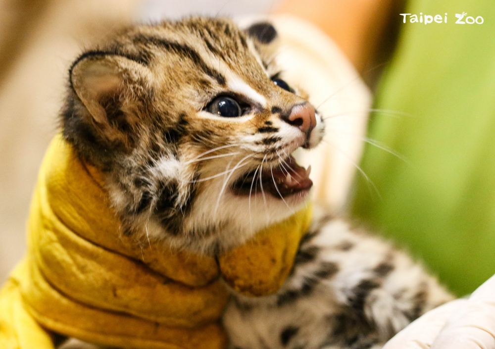 Taipei Zoo 臺北市立動物園