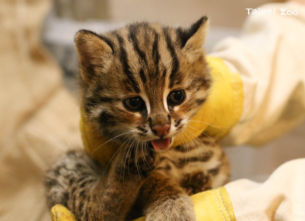 Taipei Zoo 臺北市立動物園