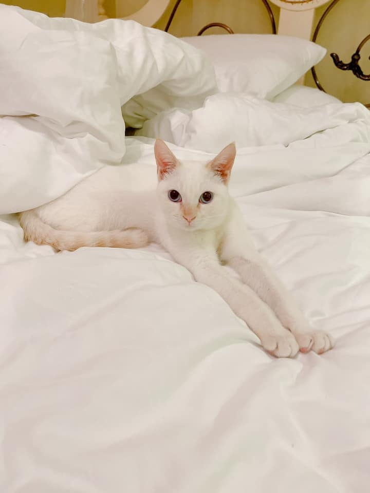 網友Pao Yi先生提供