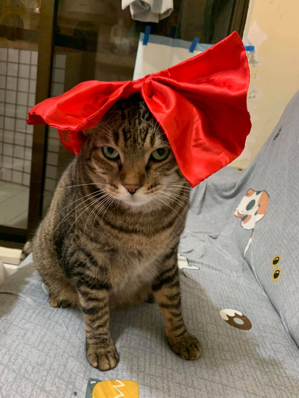 網友Meng Yun Tsang提供