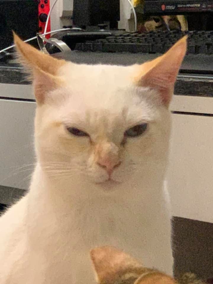 網友Pao Yi先生提供 