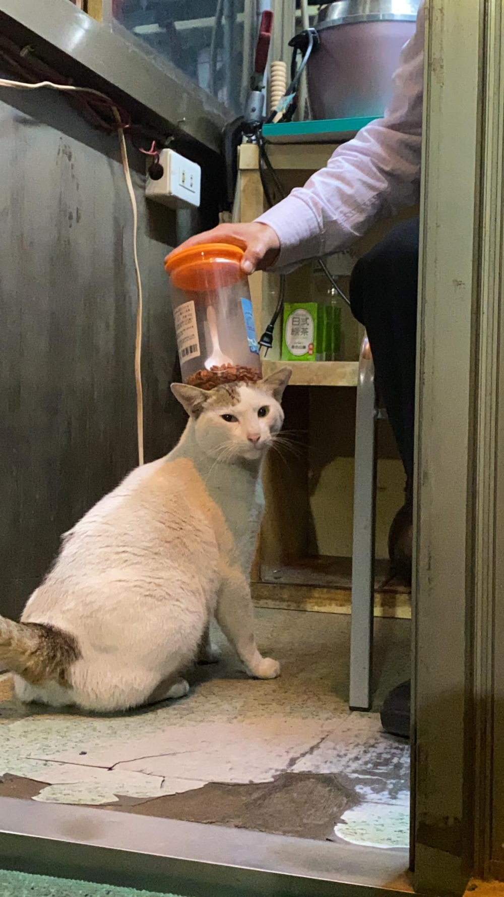 網友pan pan授權提供