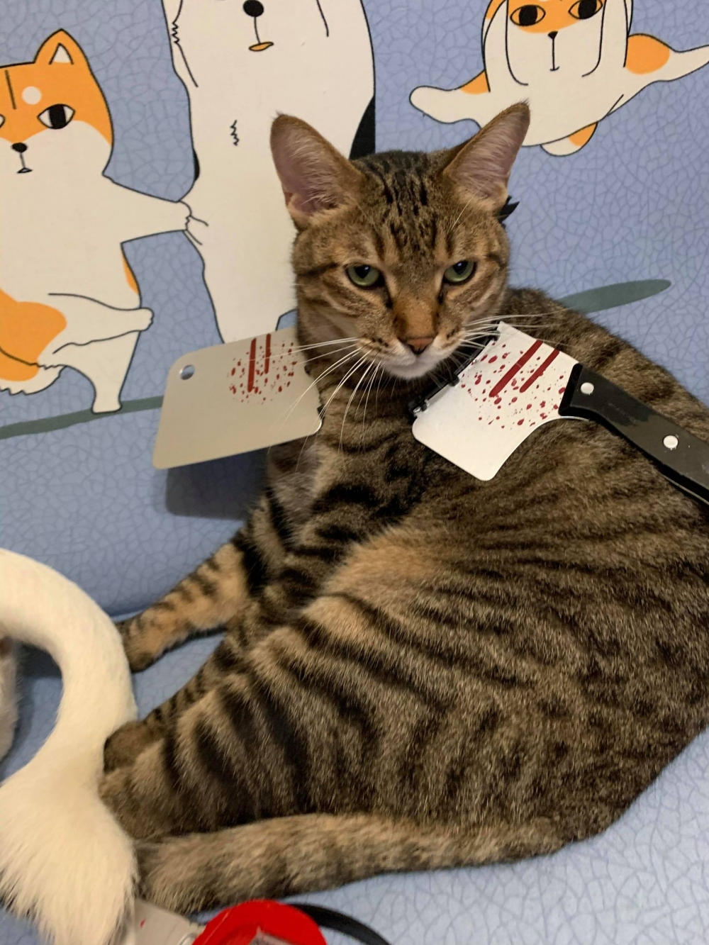 網友Meng Yun Tsang提供