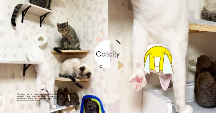拍照搞怪！日本推主分享貓合照，白貓「倒立姿勢」搶鏡　網笑噴：臉是亮點！
