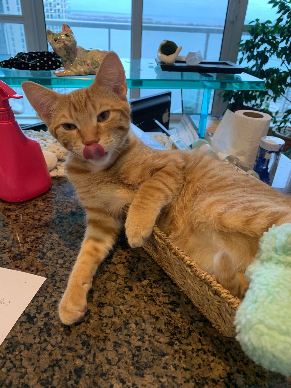 網友Kate Wan-jing Lee提供