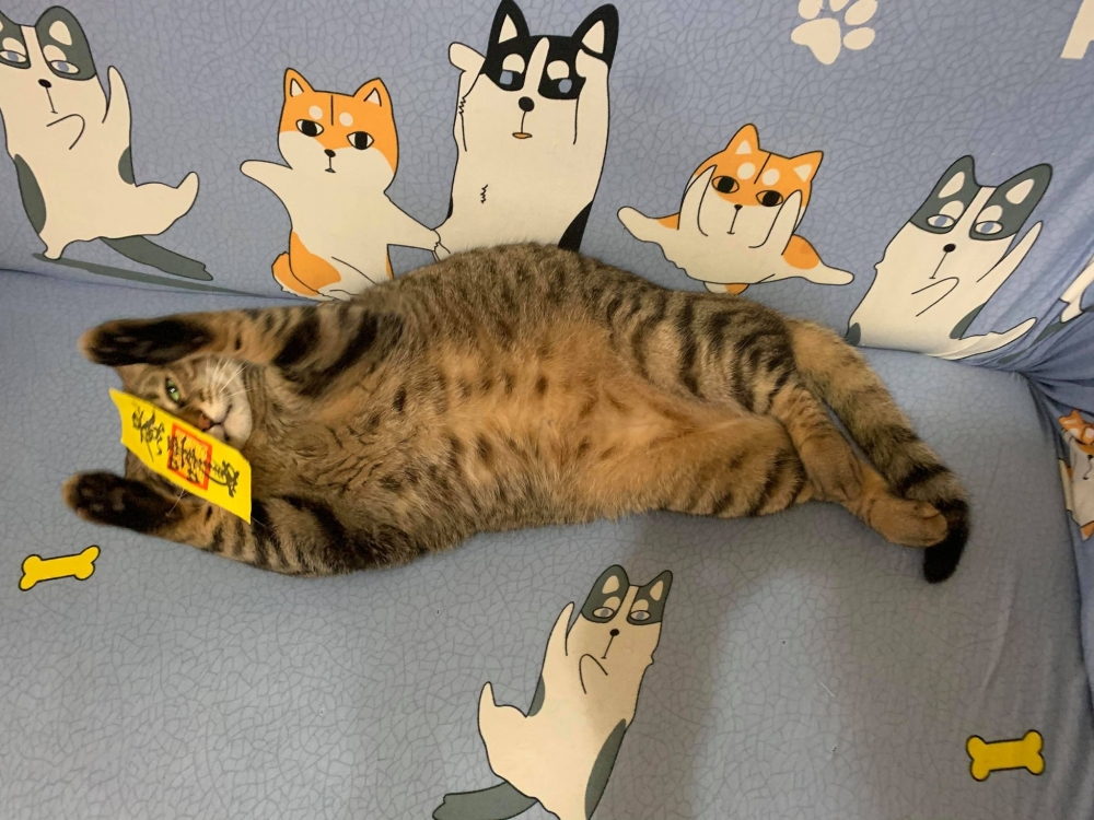 網友Meng Yun Tsang提供