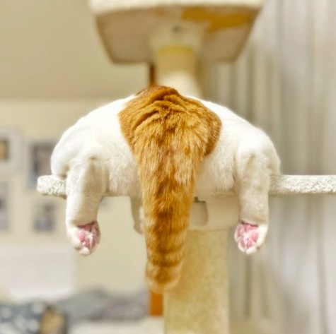 twitter @yuzumugicha