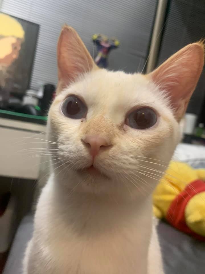 網友Pao Yi先生提供