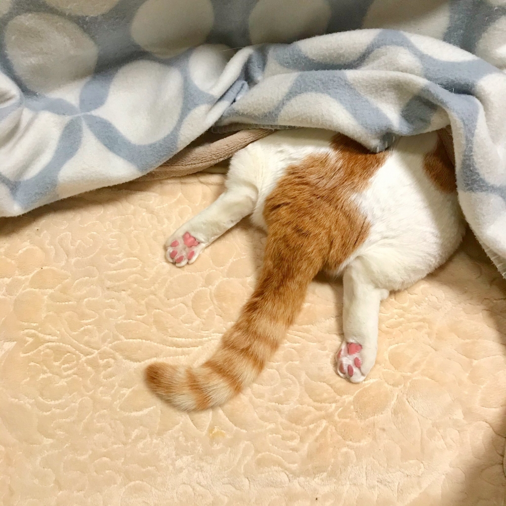 twitter @yuzumugicha