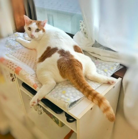 twitter @yuzumugicha