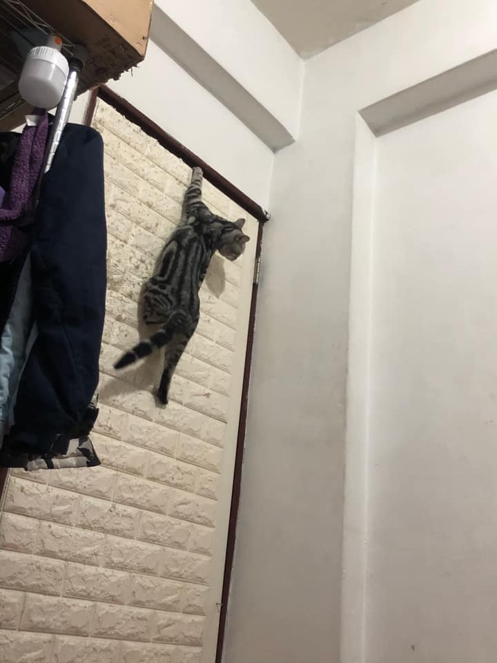 網友王耀偉先生提供